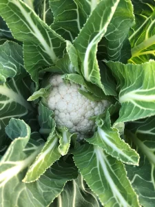 Riviera Produce Cauliflower