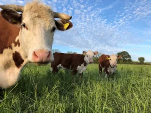 Three calves stood in open green field looking at camera