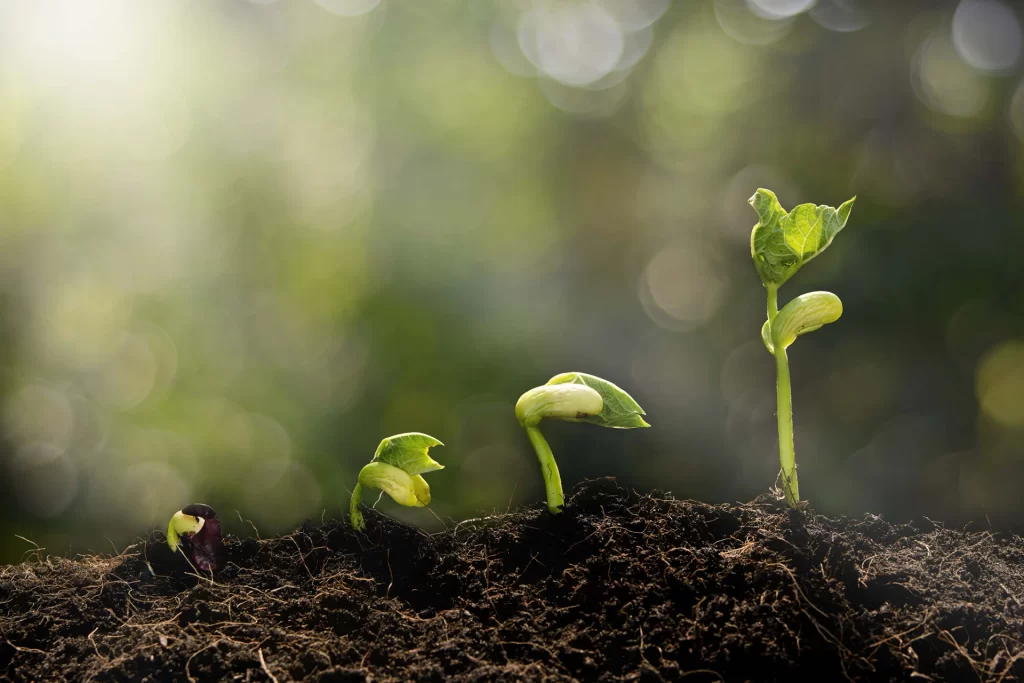 Organic seedlings in soil