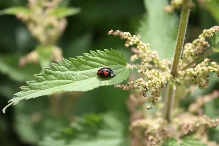 Wildlife on an organic farm